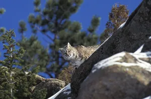 Bobcat (lynx rufus), Adult on Rocks