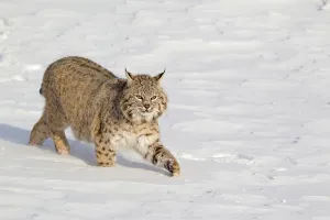 Bobcat (Lynx rufus) adult, walking in snow