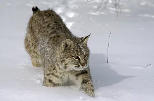 BOBCAT (lynx rufus), ERWACHSENER GANG DURCH DEN SCHNEE
