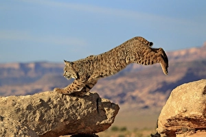 Bobcat (Lynx rufus) jumping onto a rock