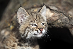 Bobcat (Lynx rufus), kitten, eight weeks