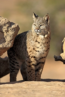 Bobcat (Lynx rufus) standing on a rock