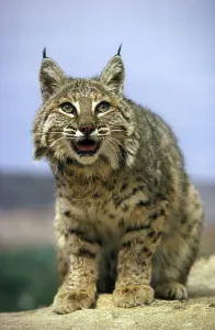 Bobcat (Lynx rufus), Utah, USA, North America