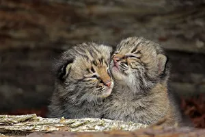 Bobcat (Lynx rufus), two young animals in animal husbandry