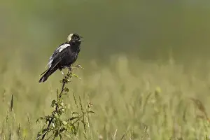 Bobolink (Dolichonyx oryzivorus) singing