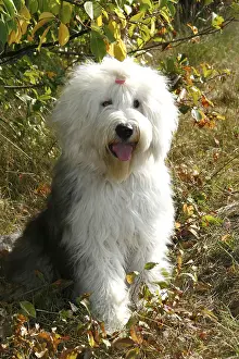 Bobtail, Old English Sheepdog