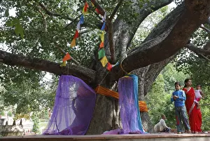 Bodhi tree or ficus banyan tree
