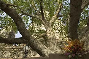 Bodhi tree near Mahabodhi temple