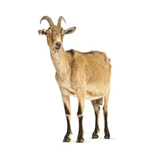 Full body shot of a brown and black domestic goat standing against a white background