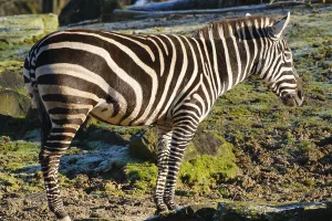 Boehm's zebra, grand zebra