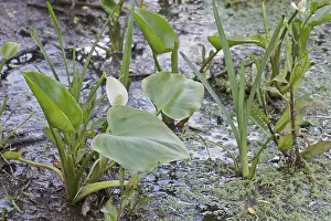 Bog arum (Calla palustris), Emsland