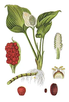 Bog arum, marsh calla (Calla palustris)