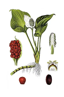 Bog arum, Marsh calla (Calla palustris)