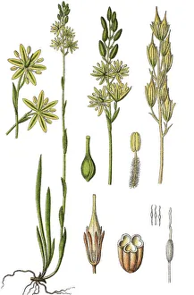 Bog Asphodel, Lancashire Asphodel or Bastard Asphodel (Narthecium ossifragum)