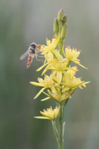 Bog Asphodel (Narthecium ossifragum) with hover fly