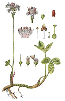 Bog-bean, or Buckbean (Menyanthes trifoliata)