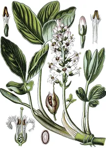 Bog-bean or Buckbean (Menyanthes trifoliata)