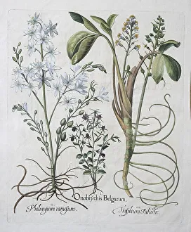 Bog bean (Menyanthes trifoliata) or bitter clover