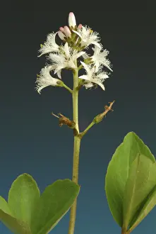 Bog bean (Menyanthes trifoliata) or bitter clover