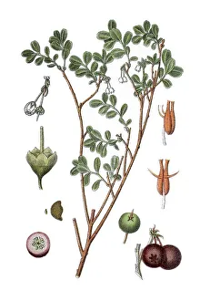Bog Bilberry (Vaccinium uliginosum)