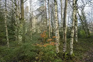 Bog birch forest (Betula pubescens)