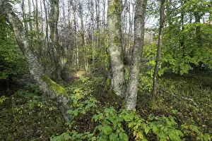 Bog birch forest (Betula pubescens)