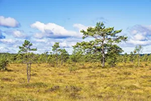 Bog landscape with a pine forest a sunny summer day in the nordic wilderness