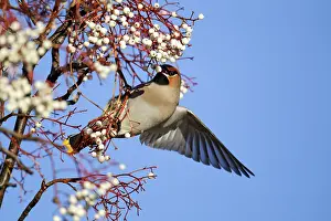 Bohemian Waxwing adult, feeding on rowan berries