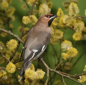 Bohemian waxwing, Bohemian waxwing (Bombycilla garrulus)
