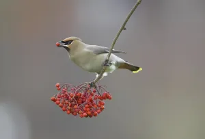 Bohemian Waxwing (Bombycilla garrulus)