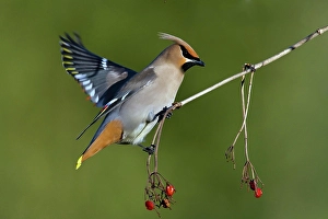 Bohemian waxwing (Bombycilla garrulus) feeding with small red fruits