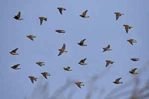 Bohemian Waxwing (Bombycilla garrulus) flock in flight