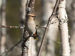 Bohemian waxwing (Bombycilla garrulus) perched on branch