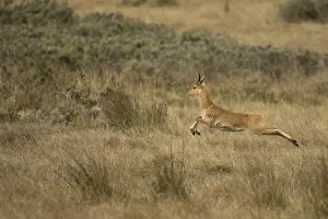 Bohor Reedbuck (Redunca redunca bohor) male running and jumping in savanna
