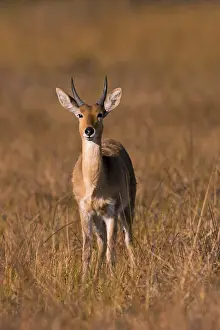 Bohor reedbuck (Redunca redunca) mll Botswana