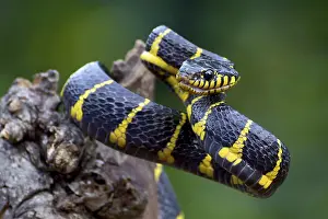 Boiga snake dendrophilia in defensive mode