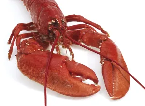 Boiled Lobster (homarus) gammarus against White Background
