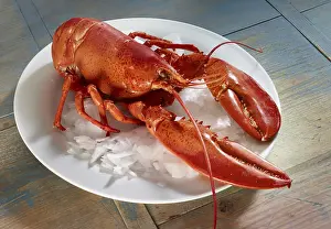 Boiled lobster (Homarus) on a white plate with ice cream