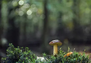 Boletus (Boletaceae) in the forest