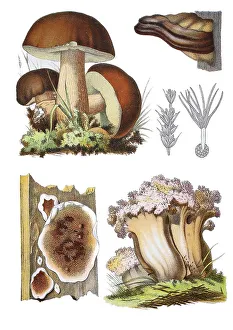 Boletus edulis s. str. (top left)