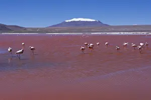 Bolivia, Laguna Colorada