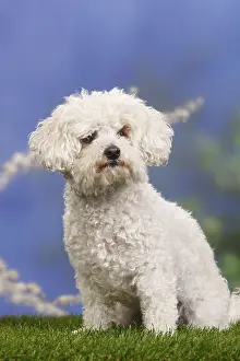Bolognese dog
