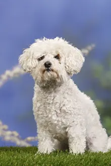 Bolognese dog