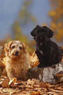 Bolonka Zwetna and Norfolk Terrier