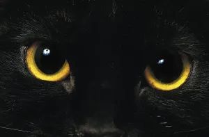 Bombay house cat, close-up of eyes w