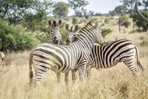 Three bonding Zebras in the Kruger National Park