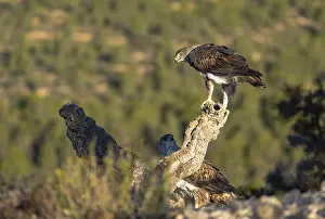Two Bonellias Eagles are majestically perched atop a weathered branch