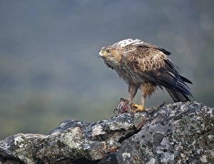 Bonelli's eagle (Aquila fasciata)