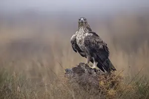 Bonelli's eagle (Aquila fasciata)