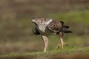 Bonelli's eagle (Aquila fasciata)